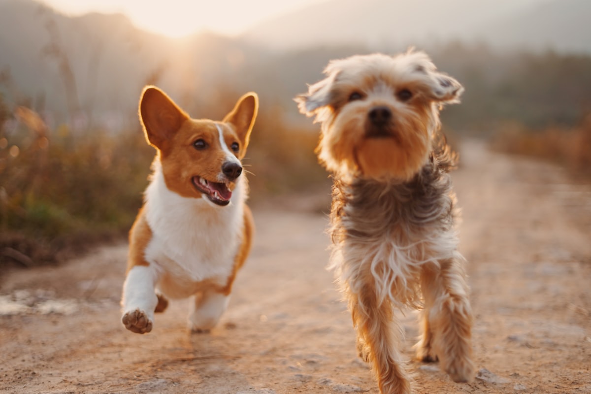 KI-gestützte Hunde-Erziehung